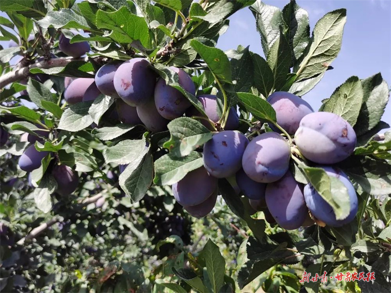 肃州区：栽下&ldquo;幸福树&rdquo;，结出&ldquo;致富果&rdquo;