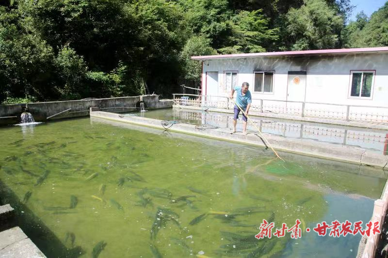 徽县：冷水鱼养出了热产业