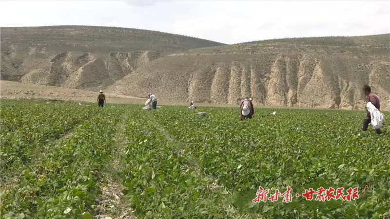 靖远 豆角成为致富金豆