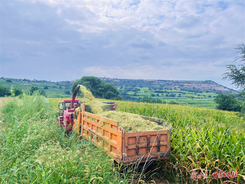崇信：玉米秸秆变身增收&ldquo;香饽饽&rdquo;