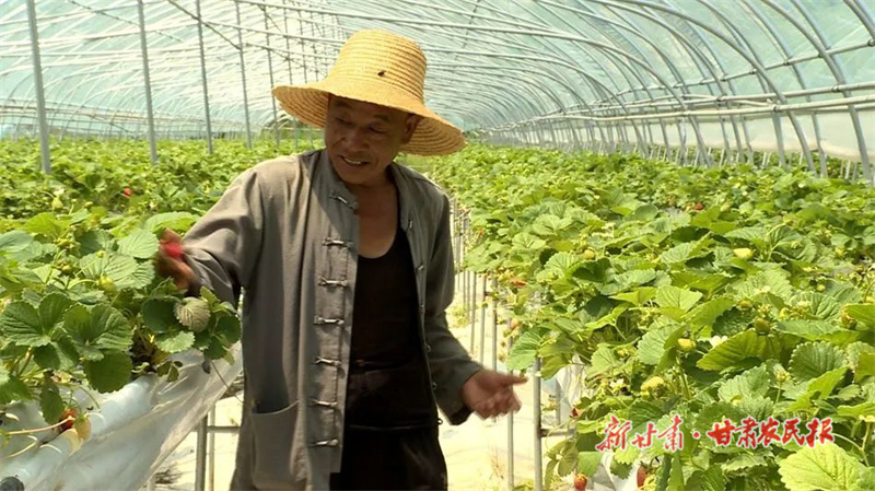 麦积区党川镇：甜蜜来袭！开启秋季&ldquo;莓&rdquo;好时光