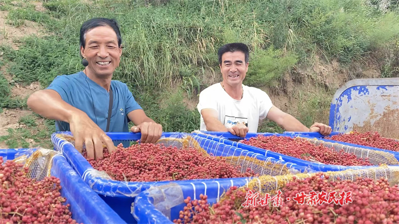 杜得林：让撂荒地长满&ldquo;致富椒&rdquo;