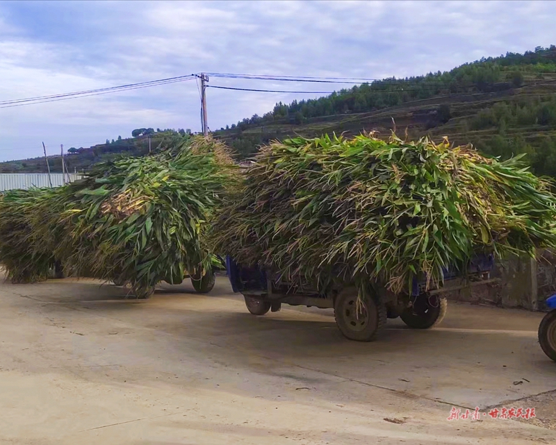 静宁县四河镇：订单农业为民致富增收&ldquo;保驾护航&rdquo;