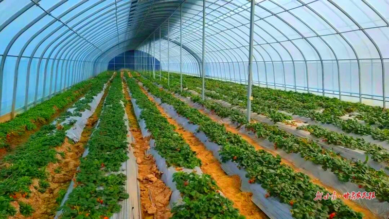 崇信县：大棚复种探新路 &ldquo;二茬&rdquo;种植再生金