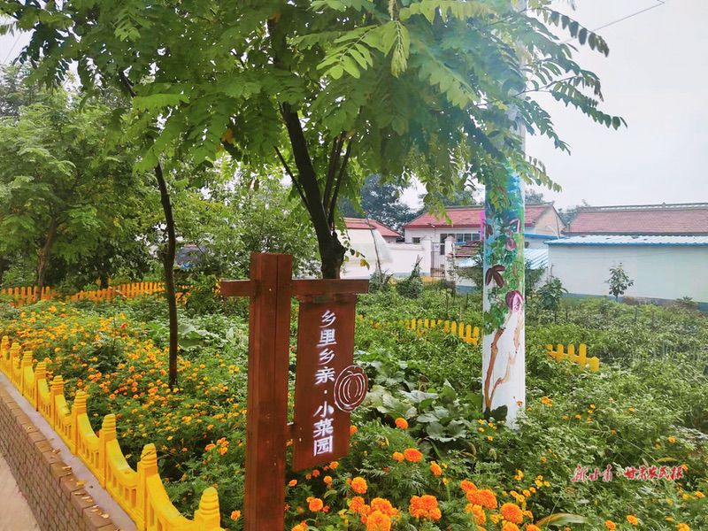 崇信：美丽菜园助力乡村振兴