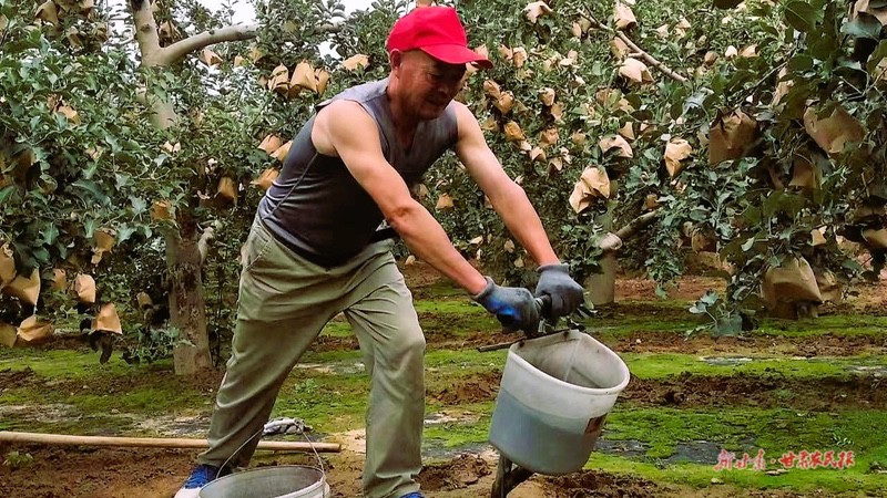 静宁县：金秋九月 果园秋管忙