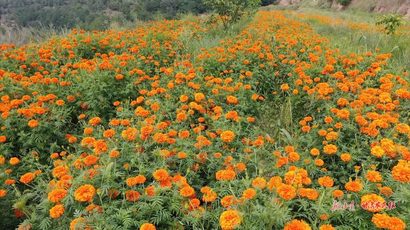 崇信：乡村游奏响&ldquo;振兴曲&rdquo;