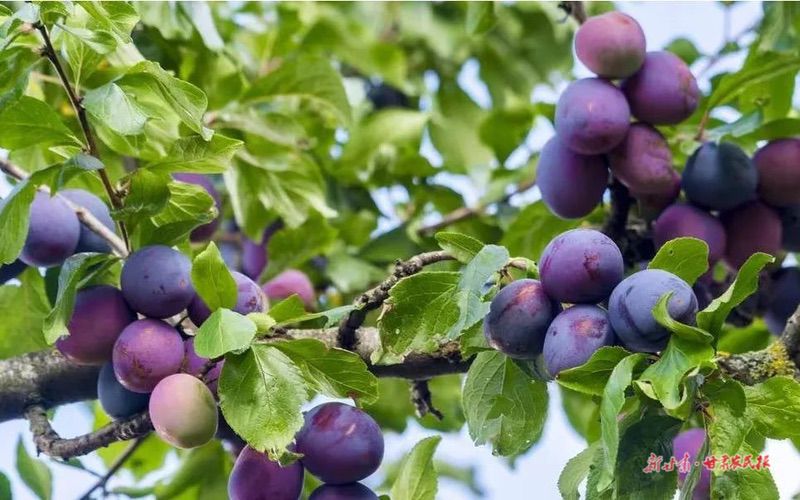 肃州区：西梅喜获丰收 果农喜上眉梢