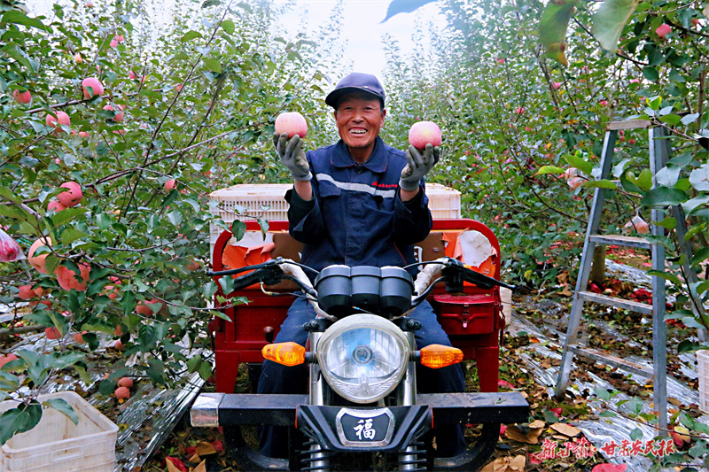 崇信：苹果园里&ldquo;画&rdquo;丰收