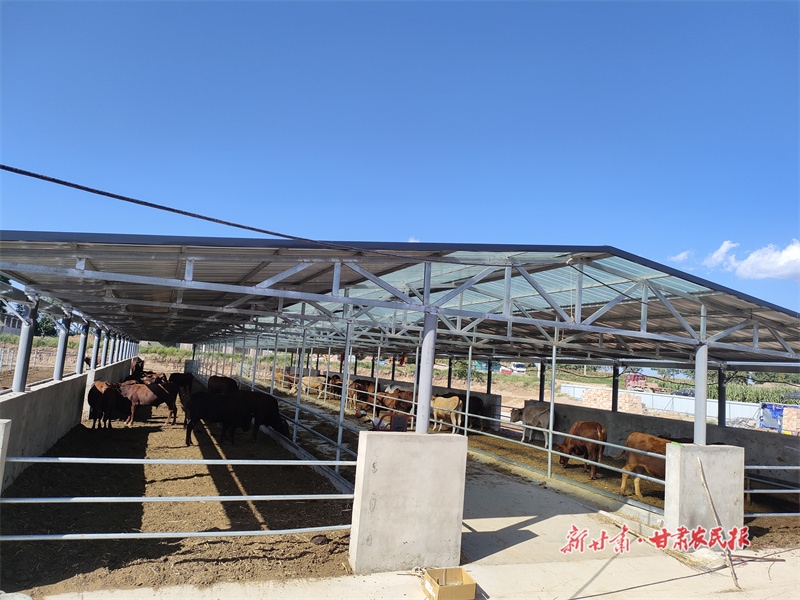 崇信县：肉牛养殖小区 &ldquo;牛气冲天&rdquo;开新局