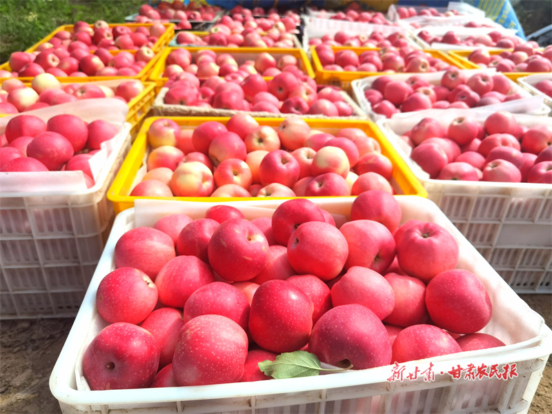 静宁：金果飘香迎丰收