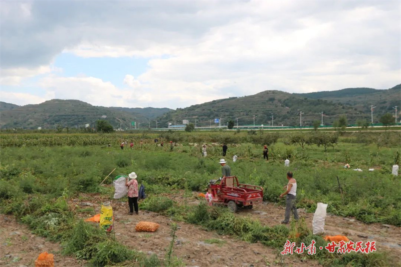 静宁：威戎新区冷链物流项目助力乡村振兴&ldquo;加速跑&rdquo;