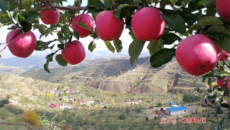静宁：苹果翘枝头 又是一年好&ldquo;丰&rdquo;景