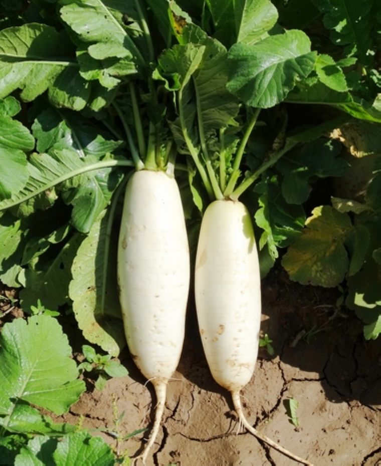 秋季种植萝卜如何防糠心