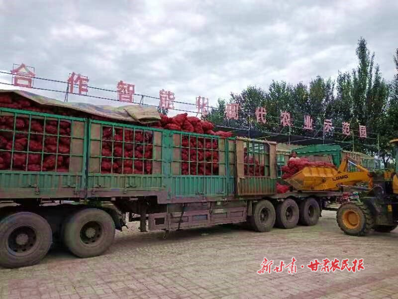 崇信：迷你小南瓜变致富&ldquo;金元宝&rdquo;