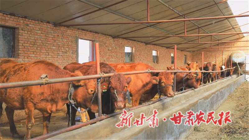 崇信：&ldquo;牛人&rdquo;养牛有牛劲