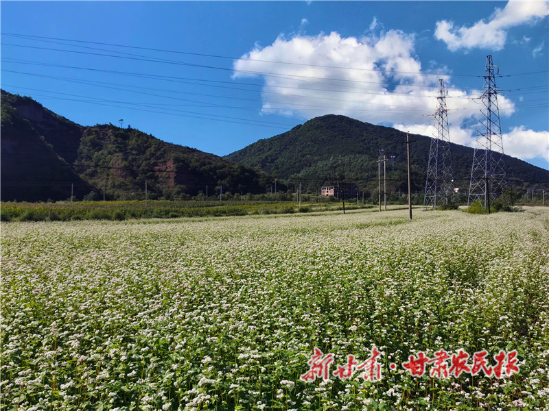 崇信：绿色&ldquo;小杂粮&rdquo; 致富&ldquo;金庄稼&rdquo;