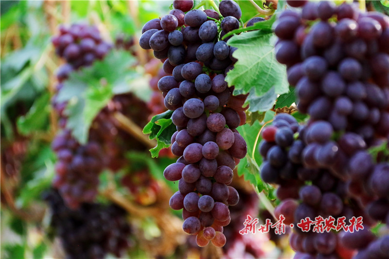 崇信：葡萄成熟日子美