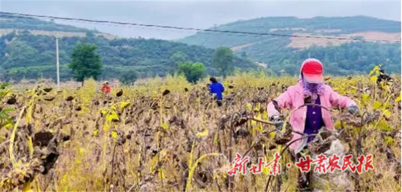 崇信：油葵获丰收