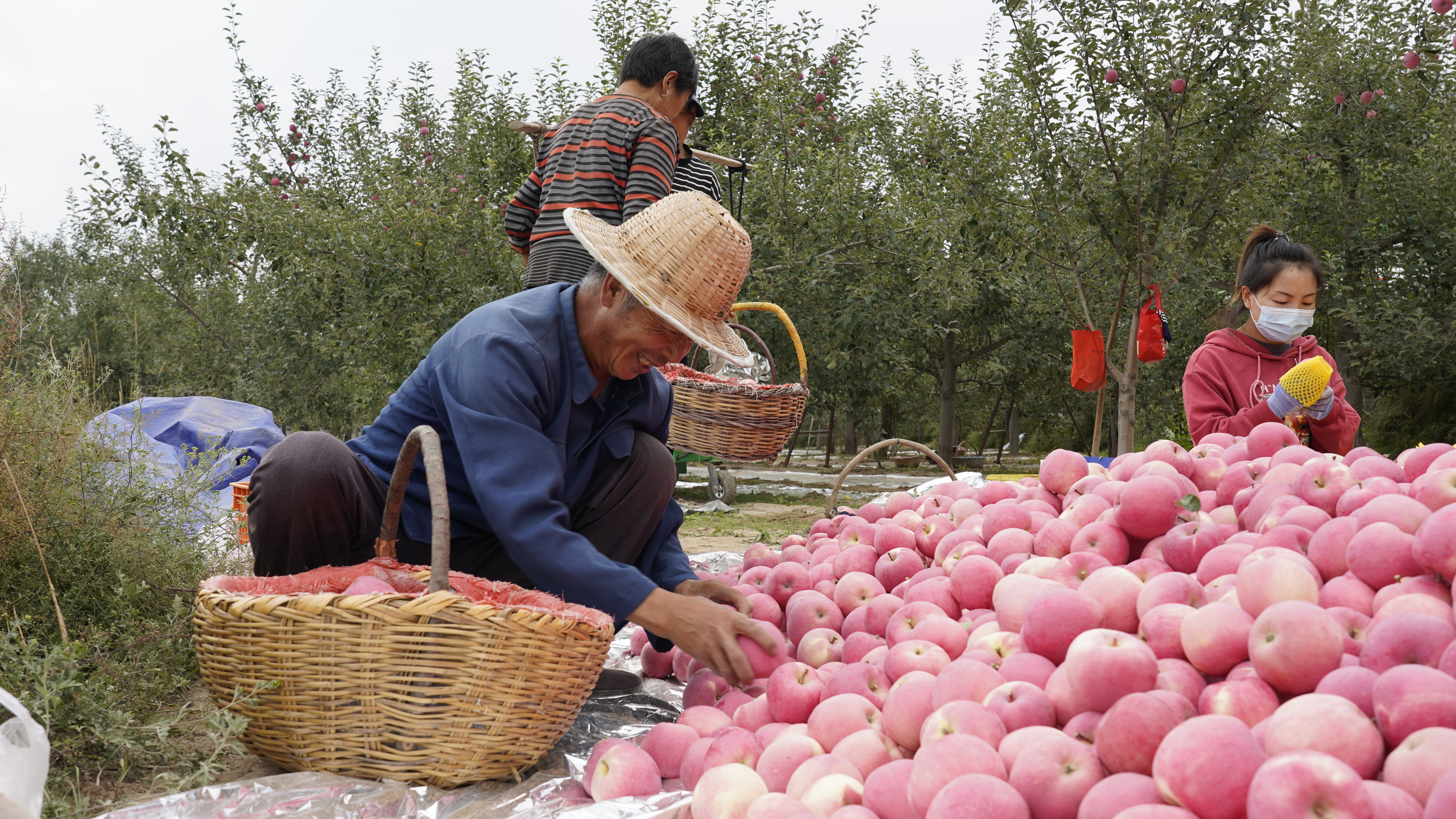 静宁：中早熟苹果上市销售火