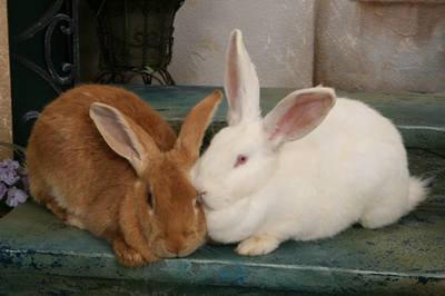 高温季节 喂兔有讲究