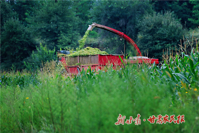 崇信：撂荒地变&ldquo;黄金田&rdquo;