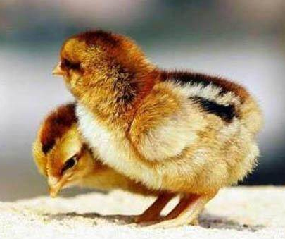 饲养肉仔鸡 秋季是好时机