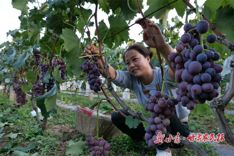 两当：葡萄熟了 日子甜了