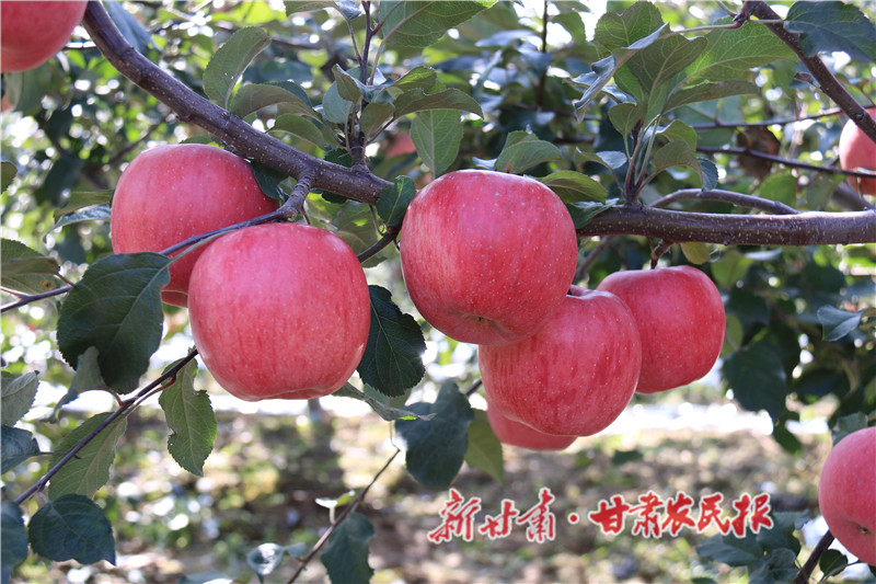 崇信：苹果俏枝头 一派好&ldquo;丰&rdquo;景