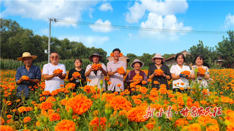 崇信：金色万寿菊 美了环境富了民