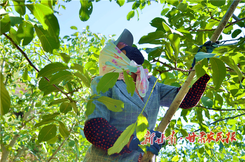 崇信：核桃丰收&ldquo;钱&rdquo;景好