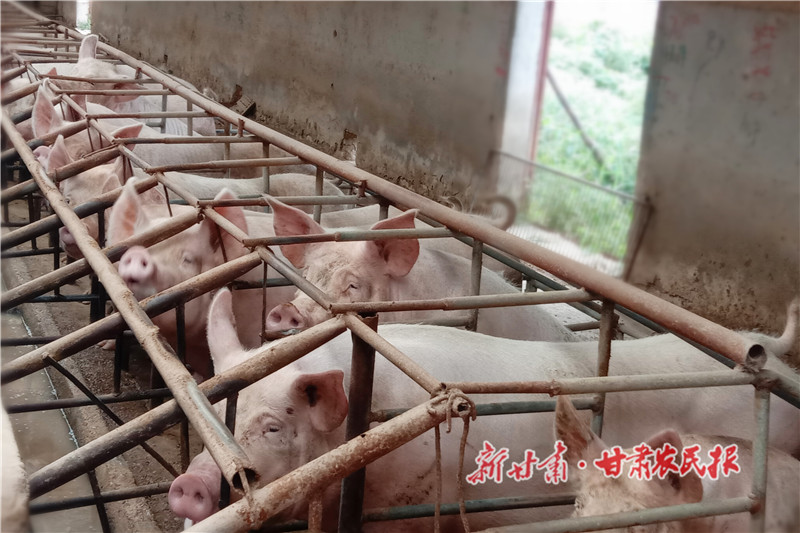 崇信：生猪产业激活乡村振兴&ldquo;新引擎&rdquo;