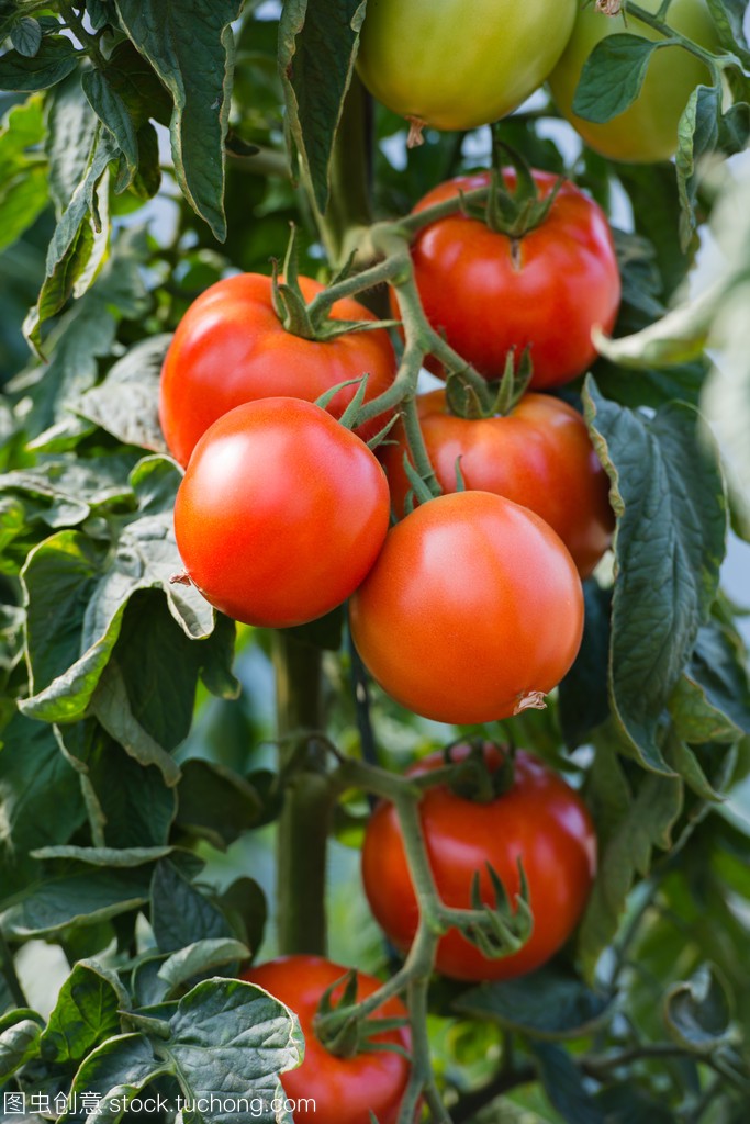 秋季西红柿这样管