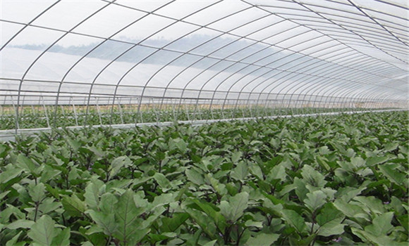 秋茬蔬菜管理 注意四点