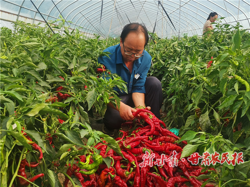 崇信：金秋沃野织锦绣 累累硕果庆丰收