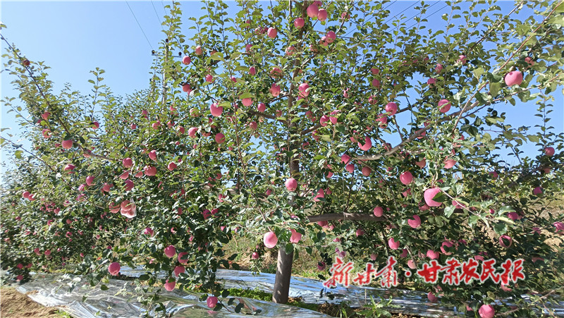 静宁果农摘袋迎丰收