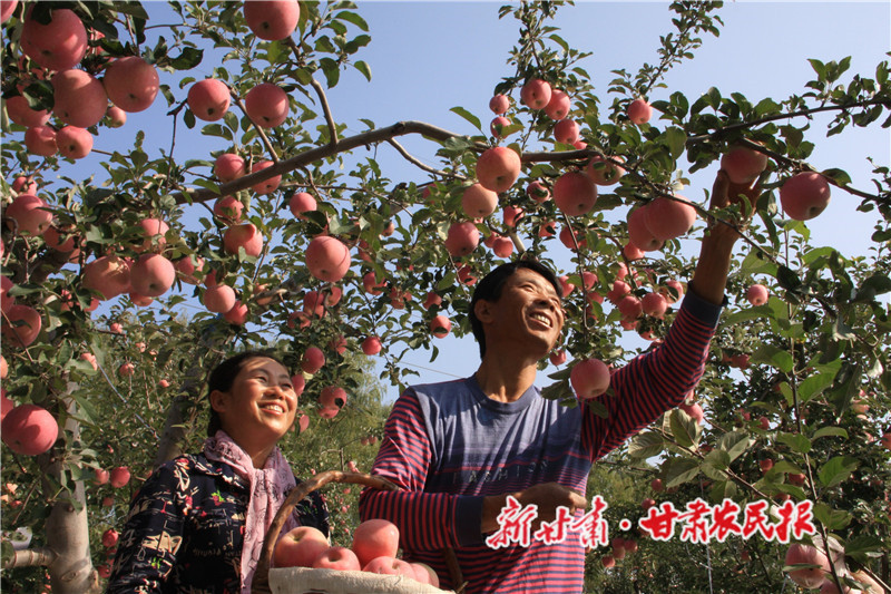 崇信：捧着金果庆丰年