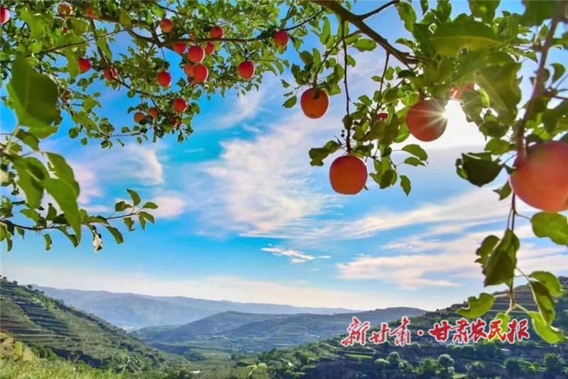 静宁苹果&ldquo;俏&rdquo;变致富路