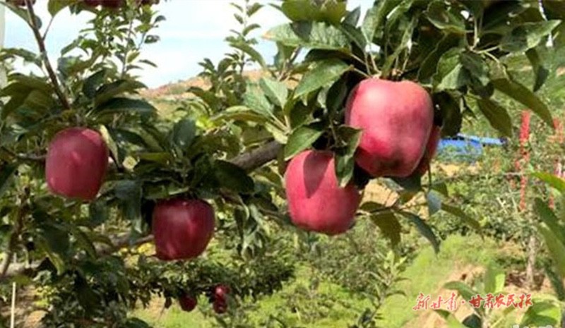 麦积区：红色产业带来&ldquo;火红日子&rdquo;