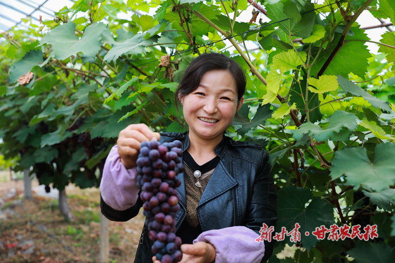 葡萄喜获丰收
