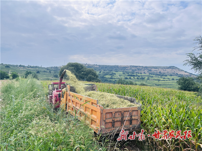 崇信：备足红牛&ldquo;口粮&rdquo;  养牛致富不慌