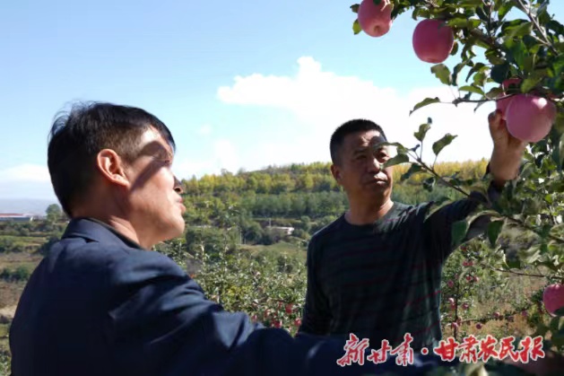 静宁：又是一年果飘香