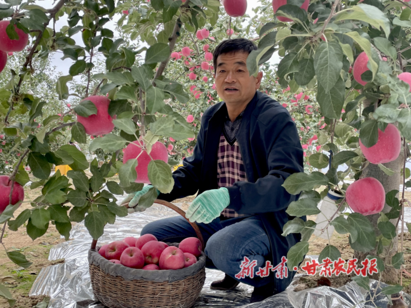 静宁：山地苹果映红产业振兴路