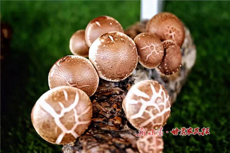 崇信：小香菇&ldquo;撑&rdquo;起&ldquo;致富伞&rdquo;