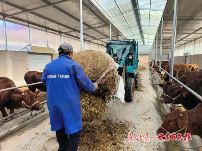 静宁：返乡青年带领村民过上&ldquo;牛日子&rdquo;