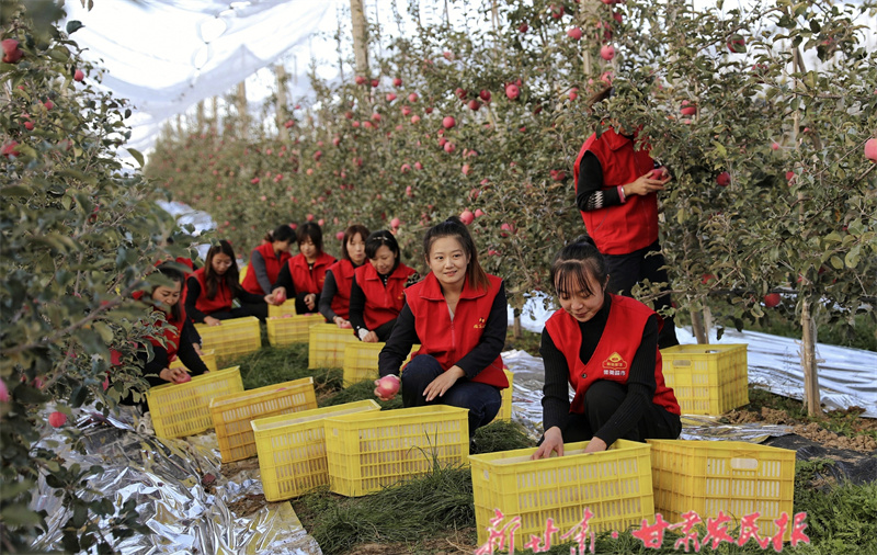 静宁：金果飘香采摘忙