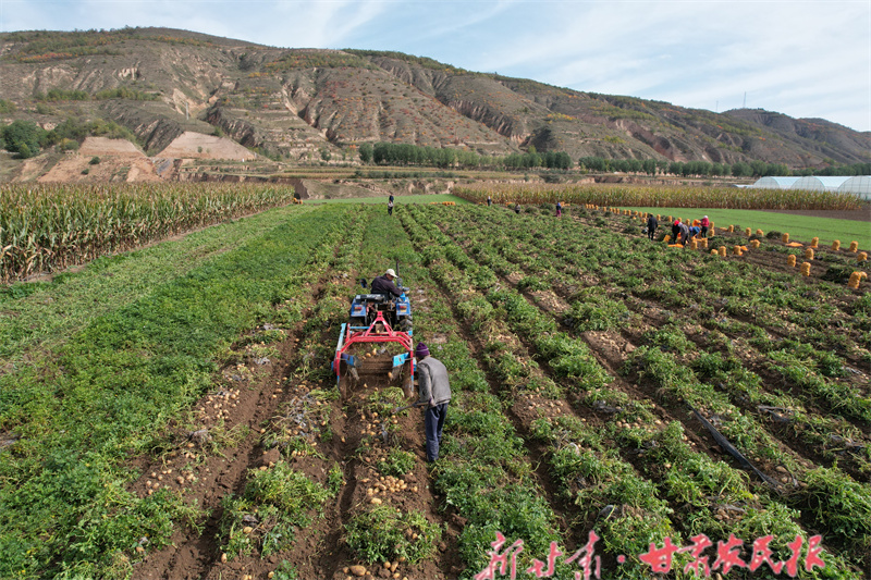 静宁：试验田里喜丰收