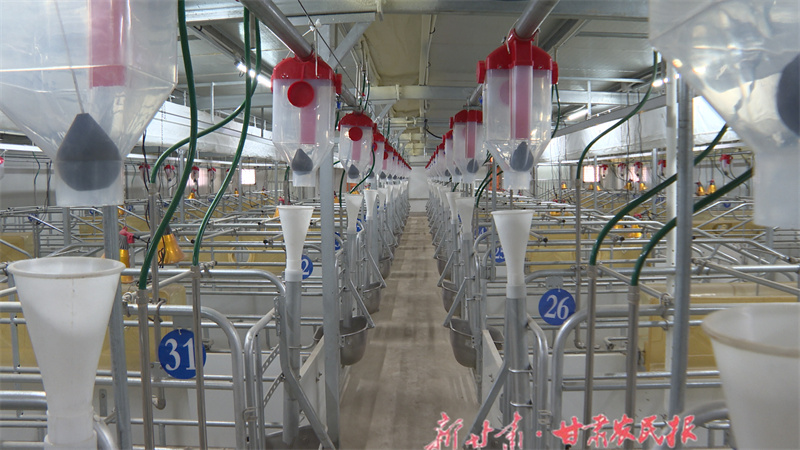 崇信：生猪产业链建设成效显著