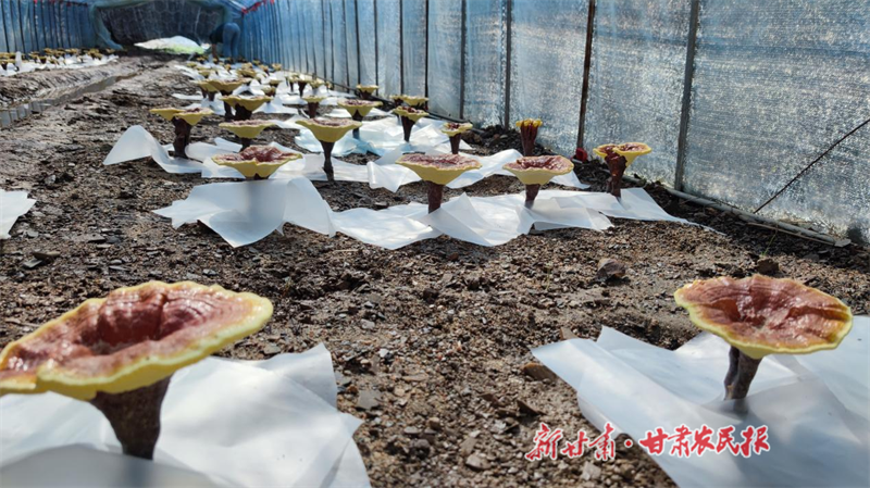 两当：灵芝&ldquo;住&rdquo;大棚 朵朵好&ldquo;钱景&rdquo;