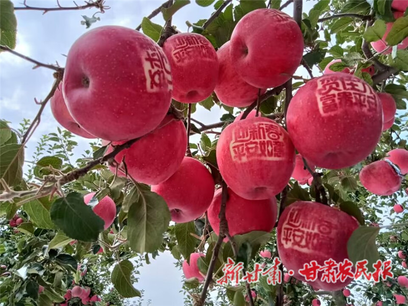 静宁：苹果红了，&ldquo;丰&rdquo;景如画